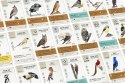 Gra Na skrzydłach: Ptaki Azji
