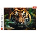 Puzzle 1000 elementów Dziki Tygrys