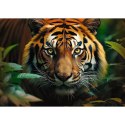 Puzzle 1000 elementów Dziki Tygrys